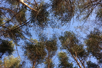 Tops of the pines look at the sky. View from below. The tops of the trees from the ground. Pine trees against the blue sky.
