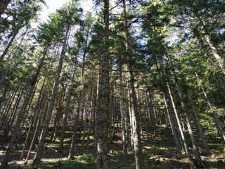 Trees in the forest with the sky background