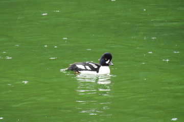 Barrow's goldeneye duck swimming in the waters of Lake Diablo in the Northern Cascades, Washington State.