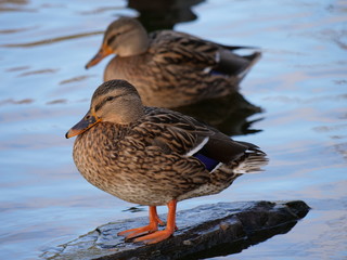couple de canard