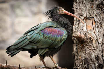 A Northern Bald Ibis sitting on a tree
