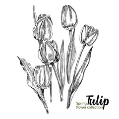 Spring flower tulips on white background. Line engraving drawing style. Realistic botanical nature floral sketch pattern for wedding greeting art decoration design.