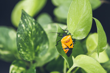 Man-faced bug