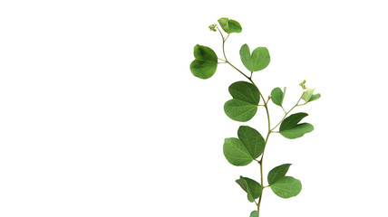 Obraz premium a branch of green leaves isolated on white background and plenty of space for text 