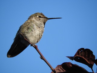 Tiny Anna's hummingbird perched on a thin branch, under a blue sky, in sunny southern California.