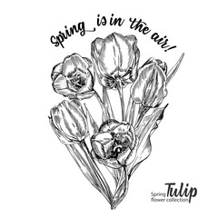 Spring flower bouquet of tulips on white background. Line engraving drawing style. Realistic botanical nature floral sketch pattern for wedding greeting art decoration design.
