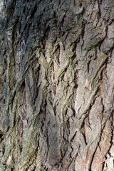 Close up shot of a tree bark