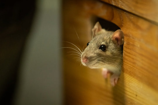 One rat looking out of a wooden box