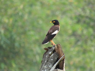 bird on a branch