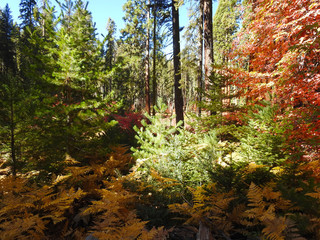 Fall foliage in the western sierra nevada mountains, Sequoia National Park, Kings Canyon, California.