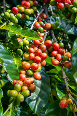 Costa Rica. Coffea fruits (Coffea arabica) on tree branches.