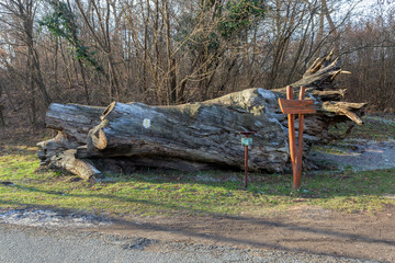 The famous Rakoczi tree near Paradfurdo