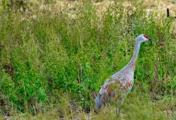 Bird Photography, Sandhill Cranes, Canadian Geese, Wildlife Portraits, Outdoor Wetlands, Nature Refuge, Feathers, Plumage