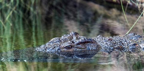 Fototapeta premium Wild Reptile Alligator in a River