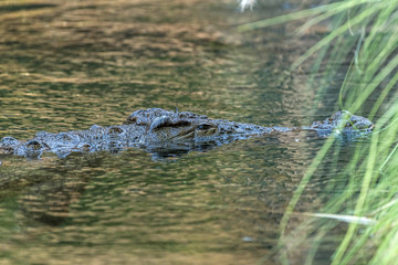 Wild Reptile Alligator in a River