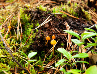 small inedible mushrooms, toadstools in the moss in the autumn forest close-up