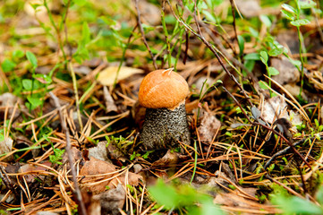 young edible mushroom boletus ,(лат. Leccinum). mushroom with a brown hat in the autumn forest.Close-up.
