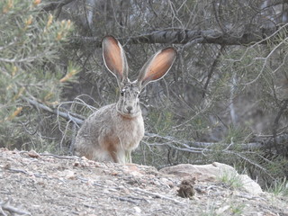 Curious jackrabbit residing in the San Bernardino Mountains, California. © Scenic Corner