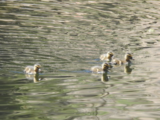 Baby ducklings swimming around the calm waters of Jenks Lake, in the San Bernardino Mountains, California.