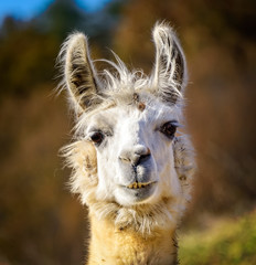 Fototapeta premium White Alert Alpaca Looking Back