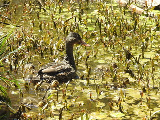 A mama mallard duck, and her baby ducklings, feeding on aquatic plants and insects, in Jenks Lake, in the San Bernardino Mountains, California.