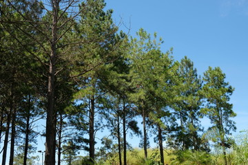 Trees and blue sky