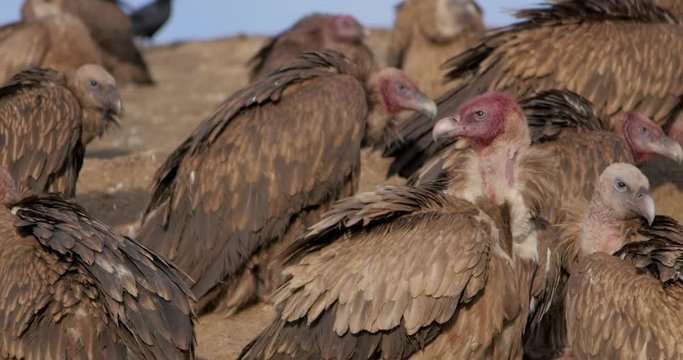 Close up group of  Tibetan Griffon vultures birds of prey at Litang sky burial, Tibet.