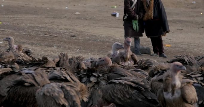 Close up on group of large Tibetan Griffon Vultures gathered at Litang Sky burial.