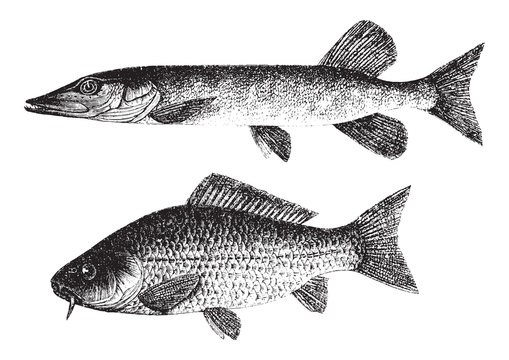 Northern pike - Esox lucius (above) and Common carp - Cyprinus carpio (under) / vintage illustration from Brockhaus Konversations Lexikon 1908