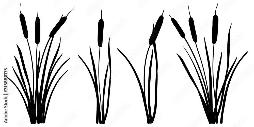 Wall mural Set of simple silhouettes of Bulrush or reed or cattail or typha leaves in black isolated on white background. 