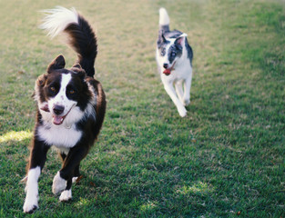 A fantastic Border Collie toying with