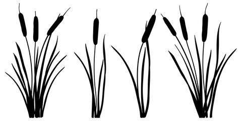 Set of simple silhouettes of Bulrush or reed or cattail or typha leaves in black isolated on white background.  - obrazy, fototapety, plakaty