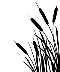 Corner bunch of Bulrush or reed or cattail or typha leaves silhouette in black isolated on white background. 