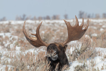 Bedded  Shiras Moose Bull in Winter in Wyoming