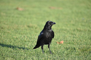 Cuervo-Crow
