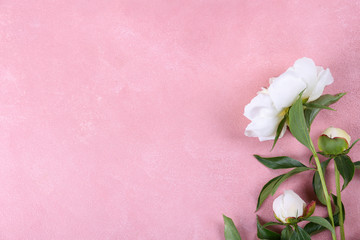 Beautiful peony flowers closeup over textured background with a lot of copy space for text. International women's mother's valentine's first spring day. Close up, top view, backdrop, flat lay.