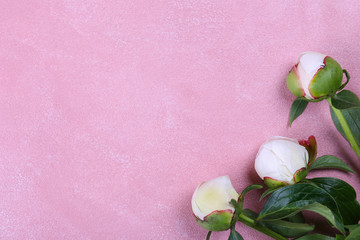 Beautiful peony flowers closeup over textured background with a lot of copy space for text. International women's mother's valentine's first spring day. Close up, top view, backdrop, flat lay.