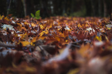 leaves