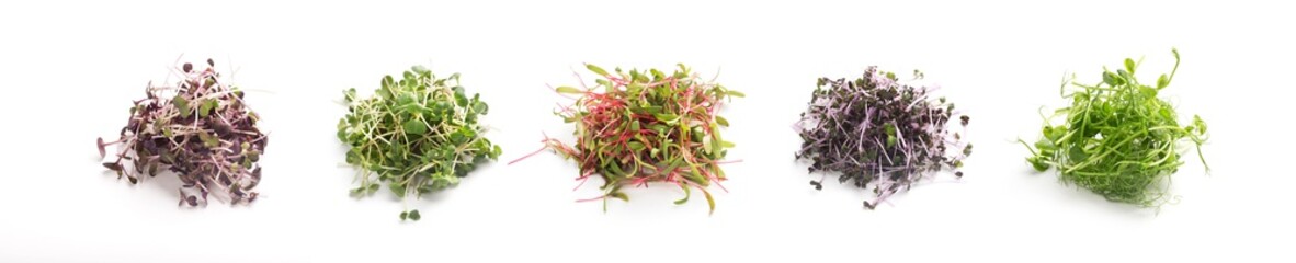 Assortment of fresh micro greens close up isolated on white