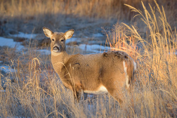 Wild Deer on the High Plains of Colorado
