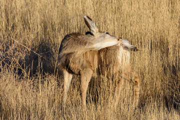 Wild Deer on the High Plains of Colorado