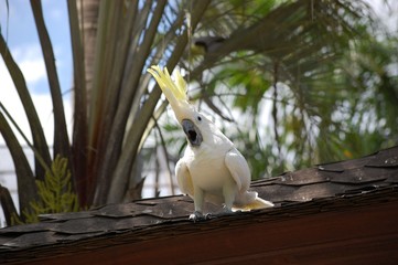 A white cockatoo parrot with a proudly raised crest on its head and an open beak