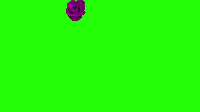 Group of pink roses spinning and moving on green screen transition