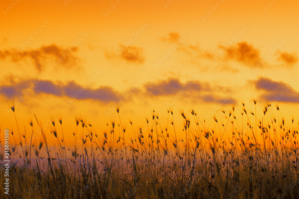 Wall mural Seashore with tall dry grass at sunset. Golden sunset over sea. Grass against dramatic evening sky. Nature background - Wall murals