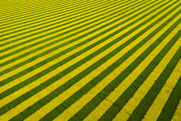 Yellow-green stripes in a field sown with rapeseed. Beautiful aerial view background