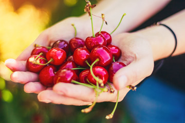 Ripe juicy red cherry full handful in the hands of a girl