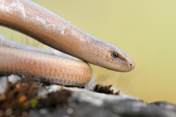 Blindschleiche Anguis fragilis