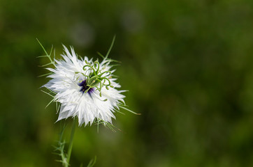 Beautiful unusual white flower with sharp petals on a green bokeh background with copy space. Magic, fairy tale