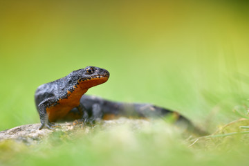 Bergmolch Triturus alpestris