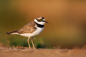 Little ringed plover, charadrius dubius, at sunrise with copy space. Tiny wading bird with long legs, brown and white plumage and yellow ring around eye in nature.
